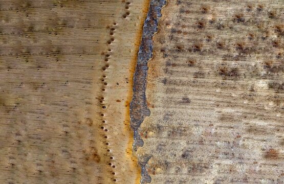 Bamboo skin texture