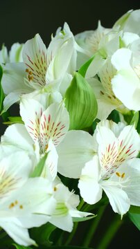 Beautiful bouquet of white peruvian lily flowers, also known as alstroemeria, gently swaying with delicate petals, green leaves against dark background, showcasing natural floral beauty. Vertical shot