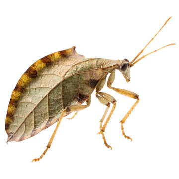 Giant Leaf Insect Isolated on Transparent Background &ndash; Exotic Camouflage Bug PNG