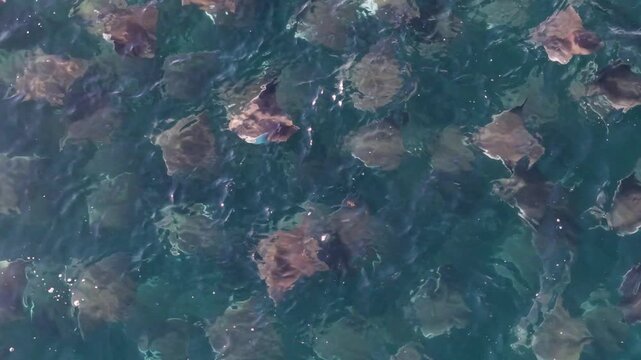 Watch as a large school of mobula rays leaps and dances in the Sea of Cortez, showcasing their movement and beauty in Baja California Sur.