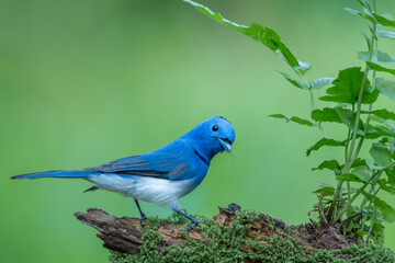 Naklejka premium Asian Fairy-bluebird in a park in Ho Chi Minh City, Vietnam.