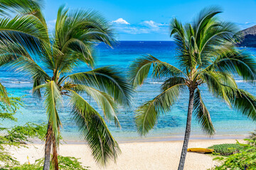 Fototapeta premium A scenic landscape view of two green coconut palm trees framing the vibrant turquoise ocean water of Hanauma Bay with a sandy beach in Hawaii
