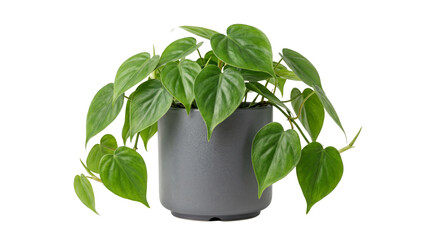 Lush green philodendron plant in dark gray pot, indoor foliage, isolated on transparent background png. © Png ProTeam
