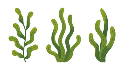 Three green seaweed or kelp illustrations floating in water © jayeda