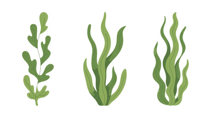 Three green seaweed plants with water droplets illustration © jayeda