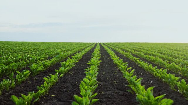 Agricultural field with young sugar beet plants growing in rows extending to the horizon under a cloudy sky