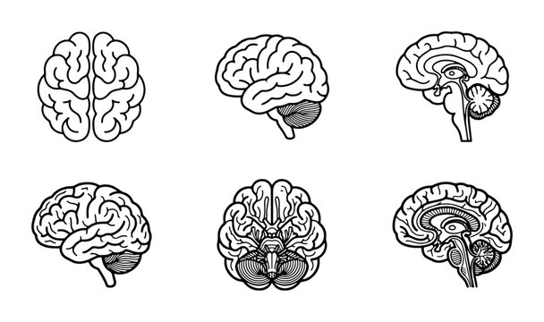 Brain Anatomy Vector Icons: Medical, Neuroscience, and Science Illustrations