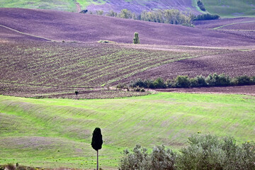 Naklejka premium Pienza, le colline della Val d'Orcia dalla loggia di Palazzo Piccolomini, Val d'Orcia, Toscana