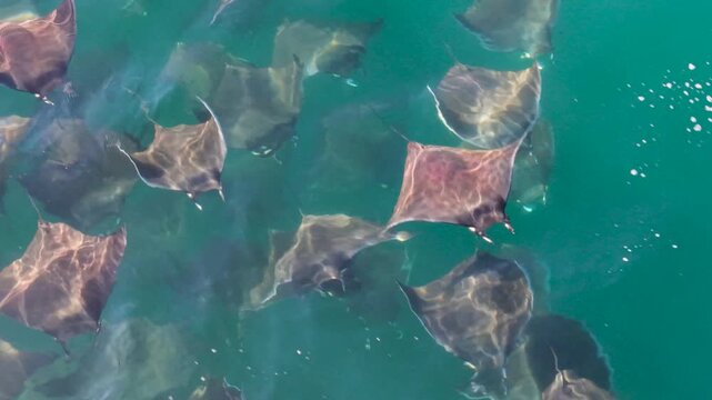Observe the large school of mobulas mobula showcasing their incredible jumps in the Sea of Cortez, Baja California Sur.