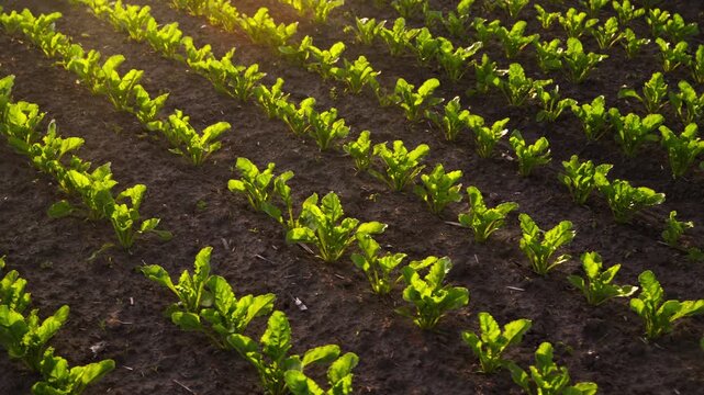 Green sugar beet seedlings growing in rows on agricultural field at sunset with warm sunlight illuminating the plants