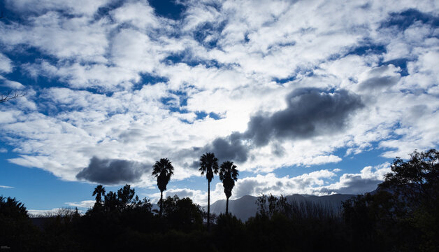 silhouette of palm trees against dramatic clouds