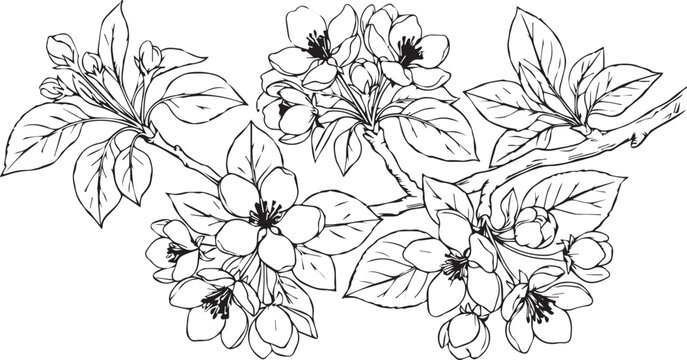 Vintage apple blossom branch vector, hand drawn botanical cherry flower sketch, black and white floral line art for wedding invitations