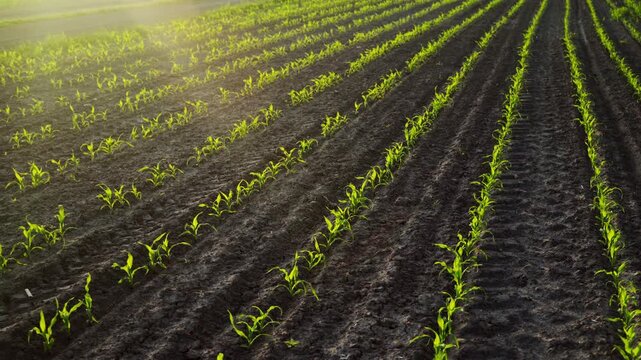 Morning mist rolling over a field of young green corn seedlings growing in rows with gentle sunlight and lens flare