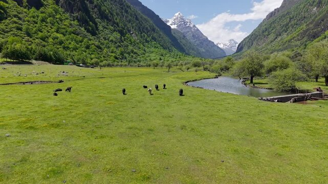 Shuangqiao Valley of Mount Siguniang in Summer-03.Shuangqiao Valley is the longest and most accessible valley in the Mount Siguniang scenic area in Sichuan, China.