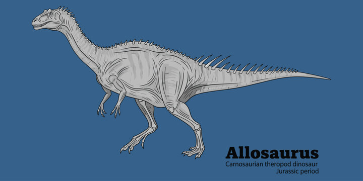 Allosaurus carnosaurian theropod dinosaur Jurassic period isolated on blue.