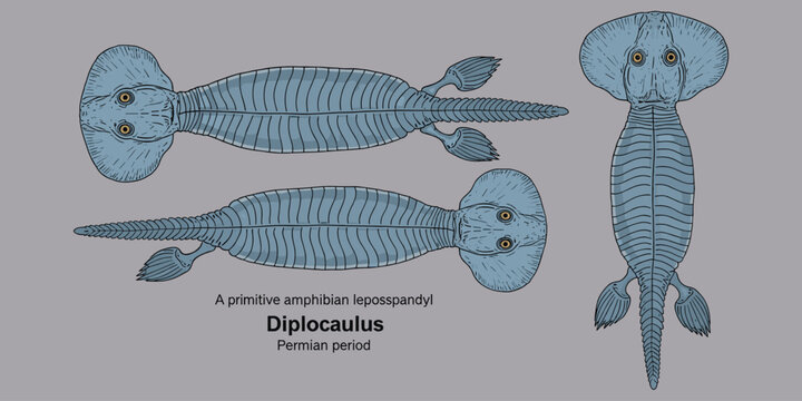Diplocaulos, primitive amphibian lepospondyl illustration from Permian period.