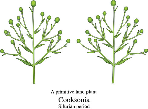 Cooksonia primitive land plant from Silurian period, botanical illustration.