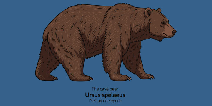 Cave bear Ursus spelaeus extinct mammal from Pleistocene epoch isolated on blue.
