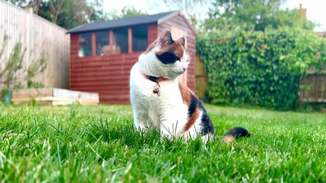 beautiful domestic calico cat in garden amongst grass with shed in background 