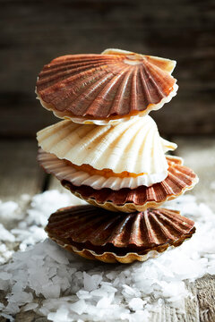 Scallop shells on crushed ice with rustic background