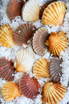 Fresh raw scallops in open shells with coral, displayed on crushed ice in a rustic kitchen setting. Premium seafood concept for gourmet cooking, sashimi grade scallops, fine dining and culinary art