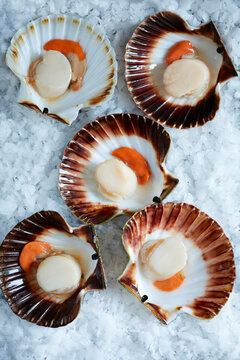Fresh raw scallops in open shells with coral, displayed on crushed ice in a rustic kitchen setting. Premium seafood concept for gourmet cooking, sashimi grade scallops, fine dining and culinary art