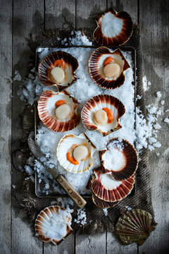 Fresh raw scallops in open shells with coral, displayed on crushed ice in a rustic kitchen setting. Premium seafood concept for gourmet cooking, sashimi grade scallops, fine dining and culinary art