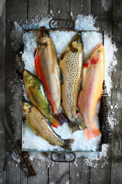 Assorted fresh whole trout arranged on crushed ice in a rustic metal tray, photographed from above