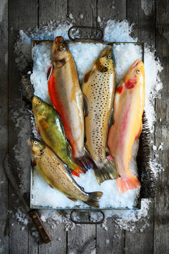 Assorted fresh whole trout arranged on crushed ice in a rustic metal tray, photographed from above