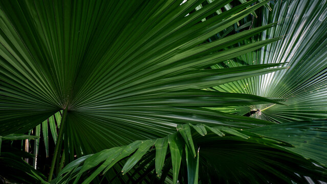 Tropical palm leaves background with lush green foliage and natural light