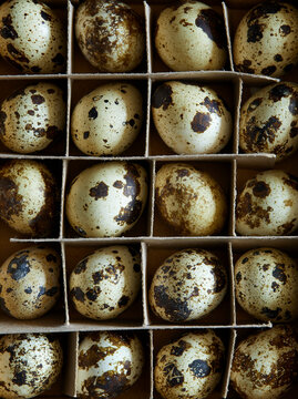 Top view close-up of fresh quail eggs with natural speckled shells in a cardboard tray