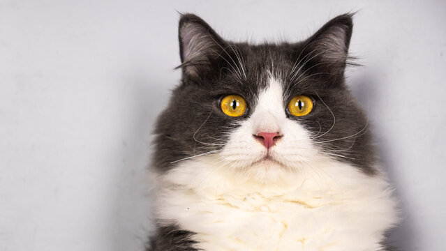 Persian color gray white cat face funny. 
Portrait Identification card surprised  cat on grey background.
