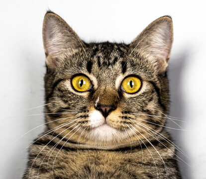 Portrait Identification card mackerel tabby cat face funny. 
Surprised cat burglar on gray background.