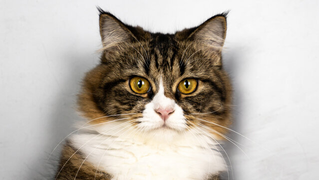 Portrait tabby fluffy isolated on white background.
Photo cat persian staring contest close-up.