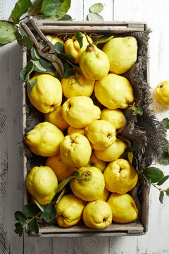 Freshly harvested quinces arranged in a rustic wooden crate with green leaves and garden shears on a white wooden surface, photographed from above in natural light