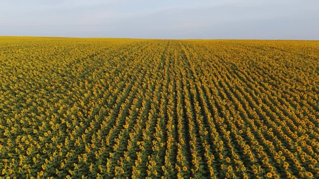 Aerial flight over a vast sunflower field revealing endless rows of yellow flowers and a clear blue sky on the horizon