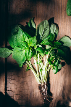 Fresh basil leaves on a wooden background