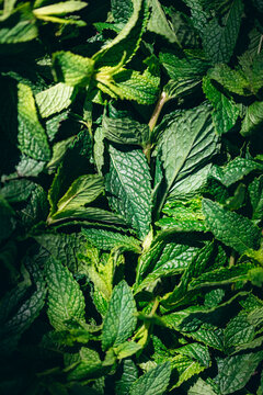 Fresh mint leaves recently picked