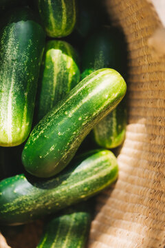 Cucumbers in a harvesting basket