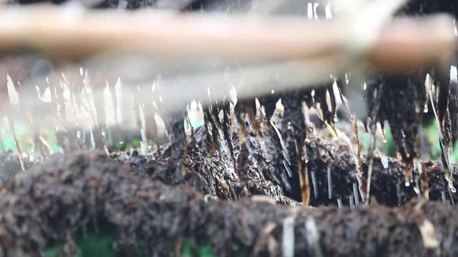 Seaweed harvesting and traditional processing in Korea	
