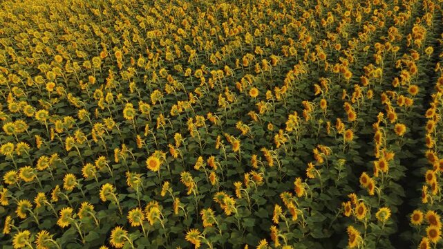 Aerial drone flying over a large agricultural field of blooming sunflowers in the beautiful light of the late afternoon summer sun