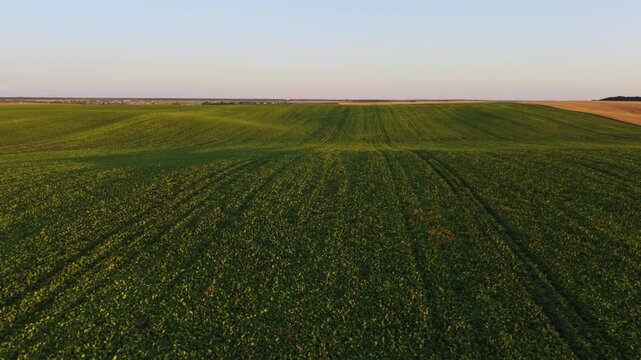 Aerial flight over a beautiful green agricultural field showing crop rows and rolling hills at sunset with a clear sky