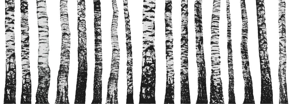 Birch tree trunks. Deciduous forest. Set of vector illustrations