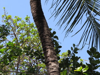 Fototapeta premium Close up of a textured palm tree trunk against a clear blue sky with lush green foliage and palm fronds
