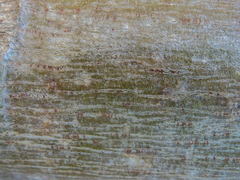 Close up macro texture of weathered tree bark with horizontal lines and subtle green and brown hues