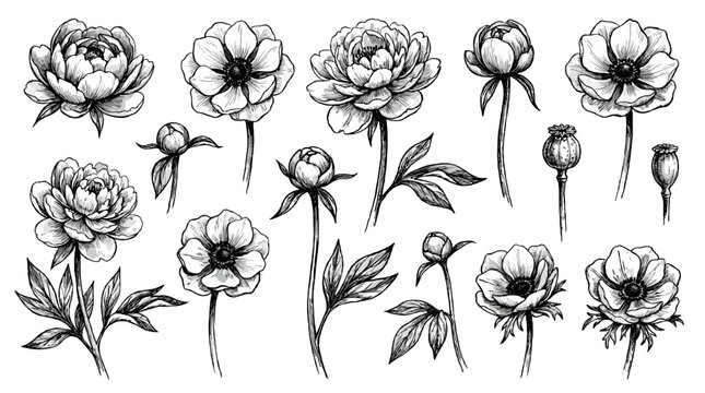Hand drawn peony and anemone flower sketch set