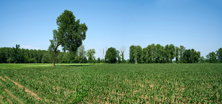 quercia