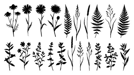 Black ink silhouettes of wild plants, herbs, grasses and ferns © Alan