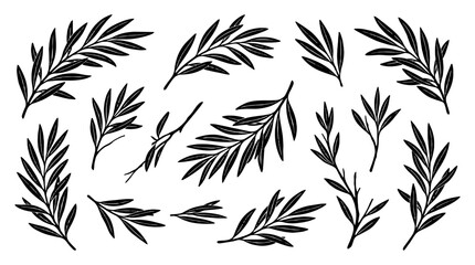 Black olive branch silhouettes with long leaves set © Alan