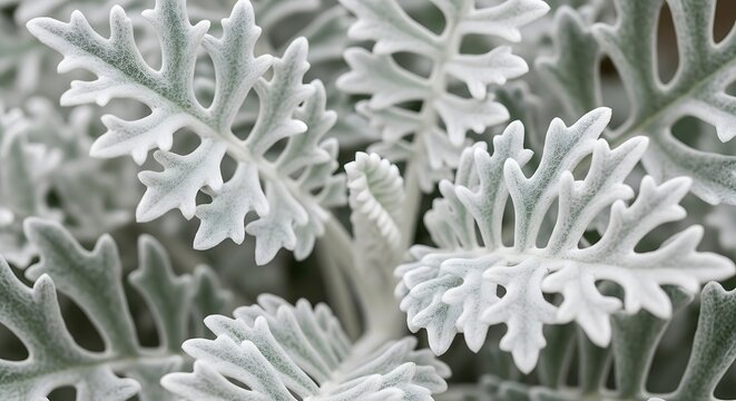 Close up of white coral underwater texture.